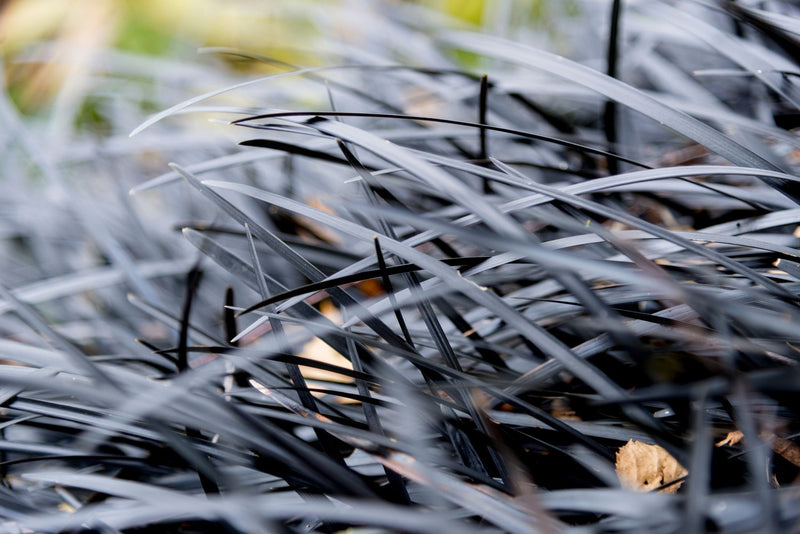 Black Mondo Grass (Ophiopogon planiscapus) plant from Rocky Knoll Farm