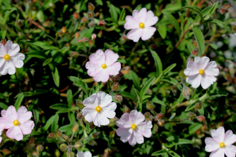 Cistus skanbergii Pink Rockrose plant from Rocky Knoll Farm