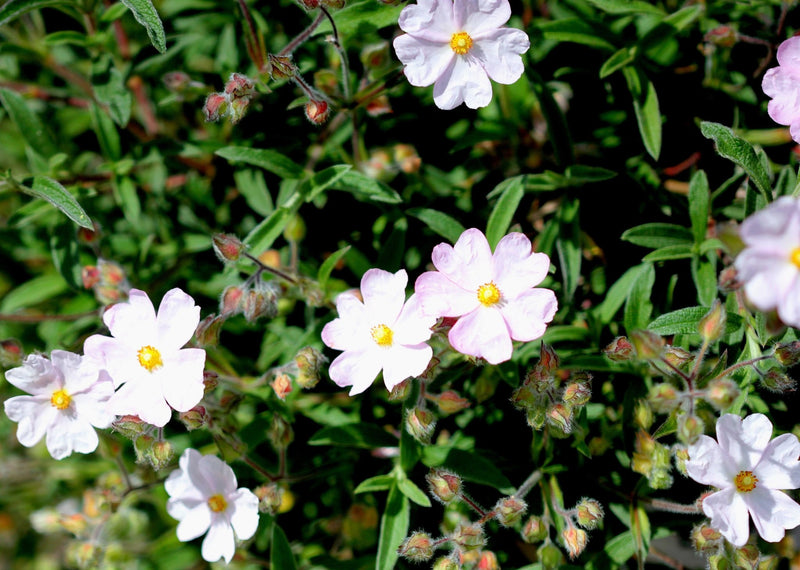 Cistus skanbergii Pink Rockrose plant from Rocky Knoll Farm