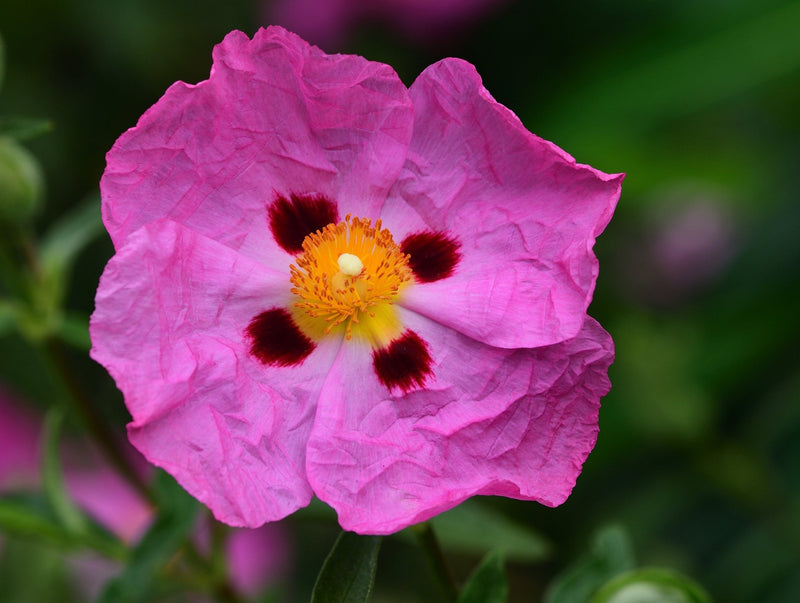 Cistus purpureus Orchid Rockrose plant from Rocky Knoll Farm