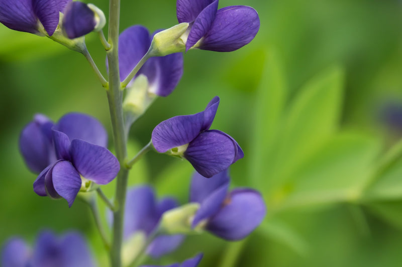 Blue False Indigo - Baptisia australis plant from Rocky Knoll Farm