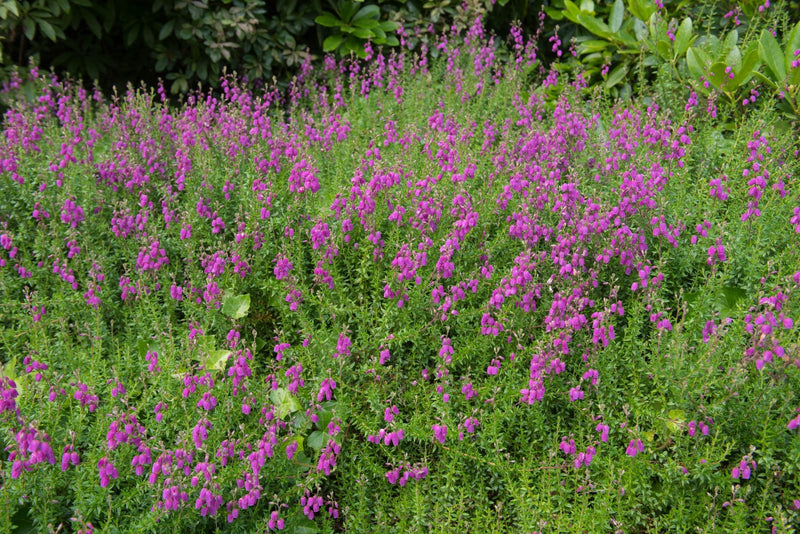 St. Dabeoc's Irish Heath - Daboecia cantabrica plant from Rocky Knoll Farm