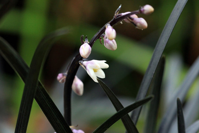 Black Mondo Grass (Ophiopogon planiscapus) plant from Rocky Knoll Farm