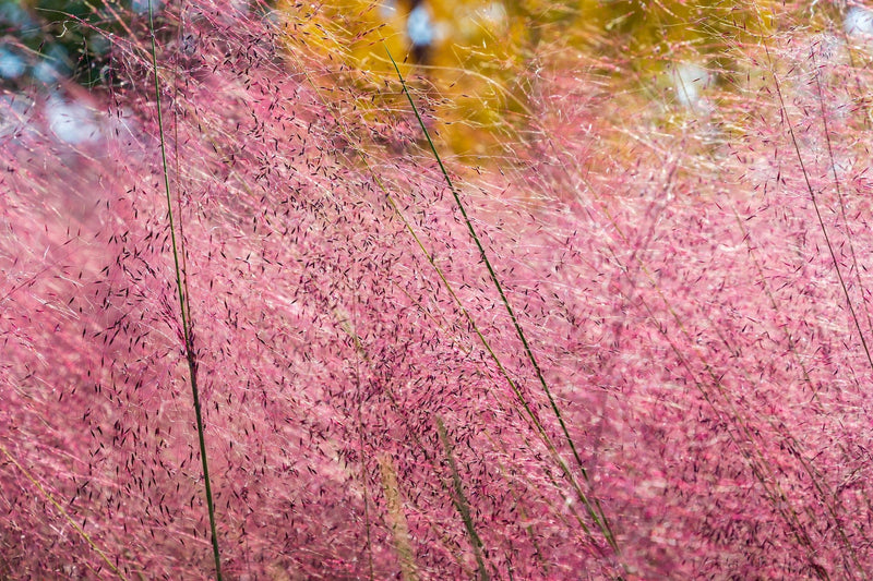 Pink Muhly Grass 'Fast Forward' - Muhlenbergia capillaris plant from Rocky Knoll Farm