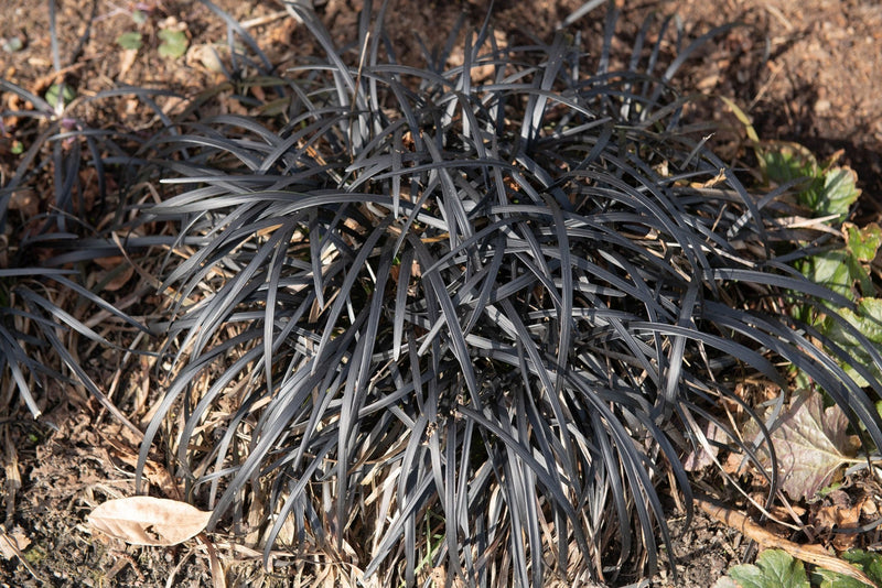 Black Mondo Grass (Ophiopogon planiscapus) plant from Rocky Knoll Farm