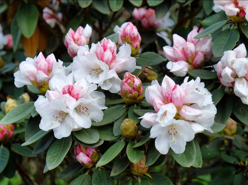 R. pachysanthum plant from Rocky Knoll Farm