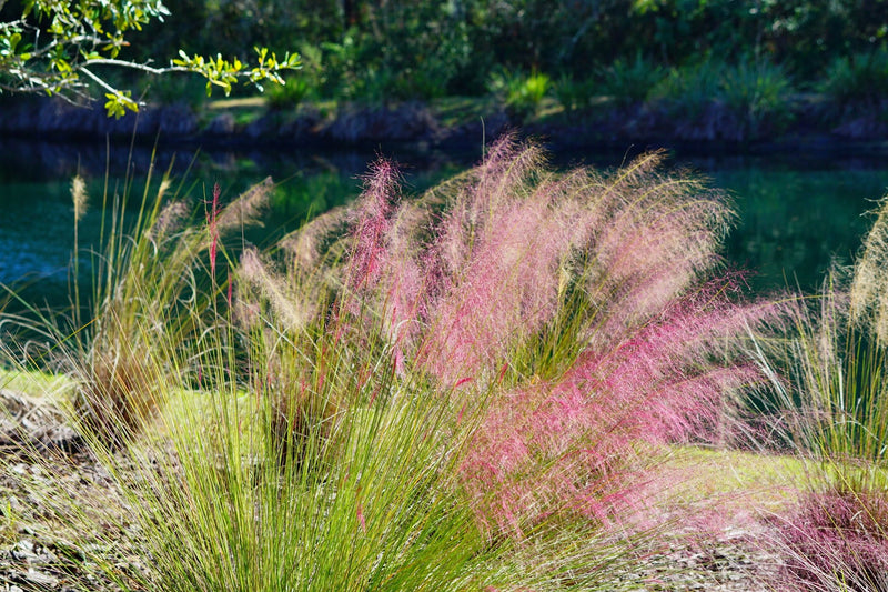 Pink Muhly Grass 'Fast Forward' - Muhlenbergia capillaris plant from Rocky Knoll Farm