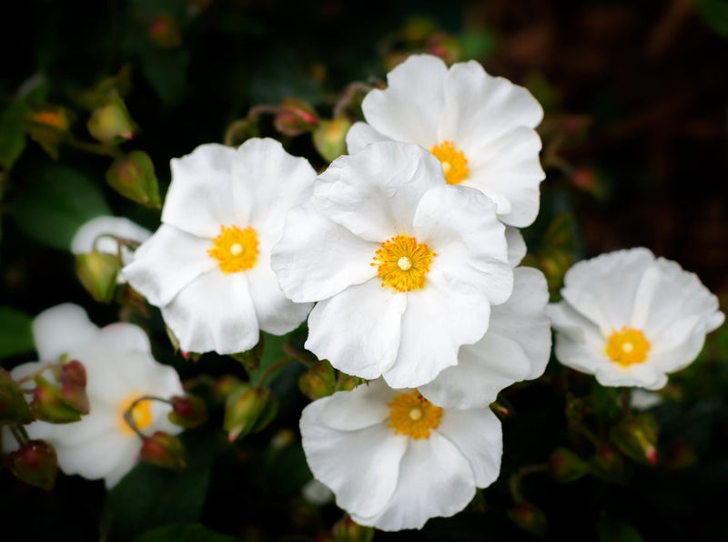 Cistus Prostratus - Sageleaf Rockrose plant from Rocky Knoll Farm
