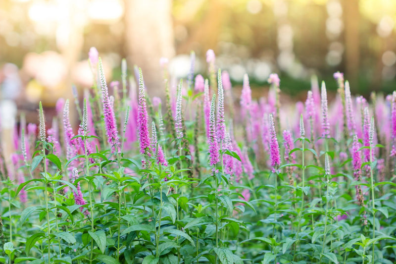 Veronica spicata 'Pink Candles' plant from Rocky Knoll Farm