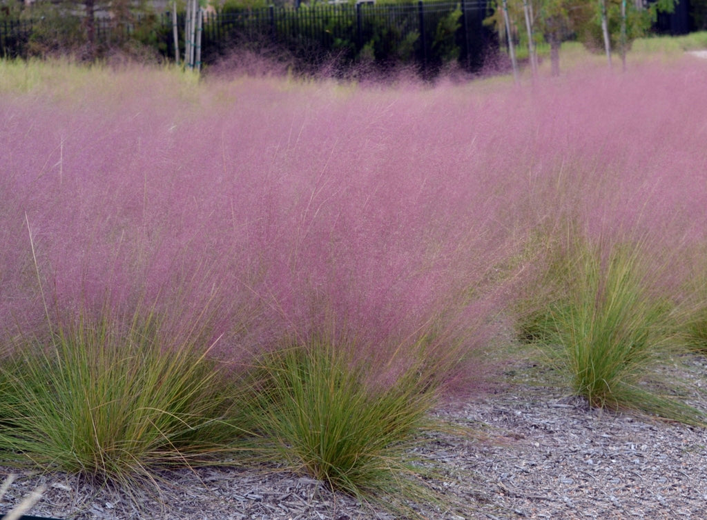 Rocky Knoll Farm Muhly Grass Fast Forward