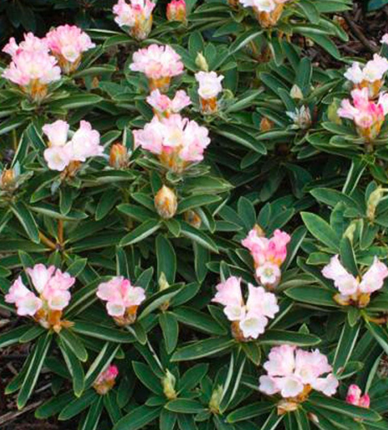 Spoons plant from Rocky Knoll Farm