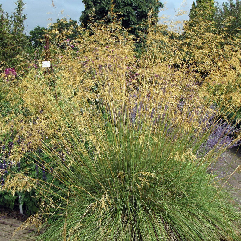 Giant Feather Grass (Stipa gigantea) plant from Rocky Knoll Farm