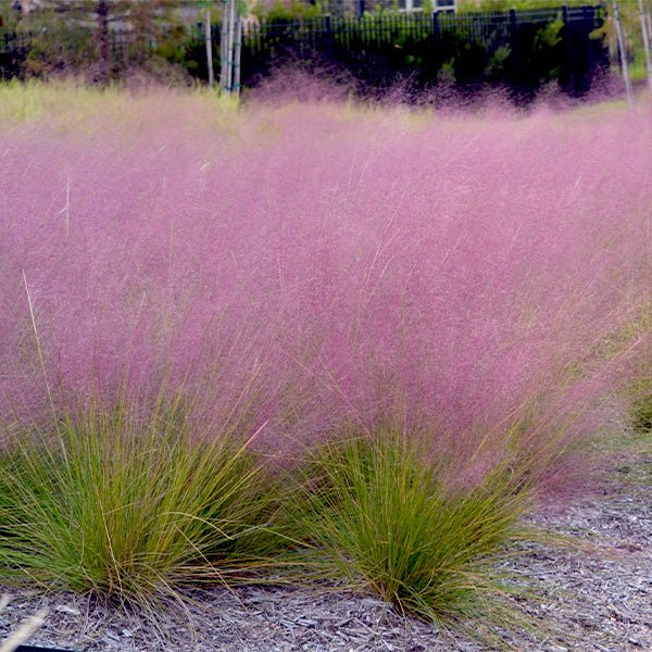 Ruby Muhly Grass Undaunted® - Muhlenbergia reverchonii - Rocky Knoll Farm