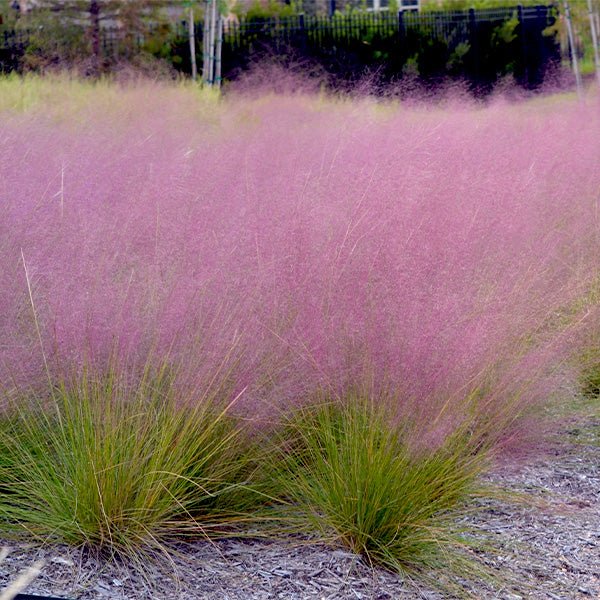 Ruby Muhly Grass Undaunted® - Muhlenbergia reverchonii plant from Rocky Knoll Farm