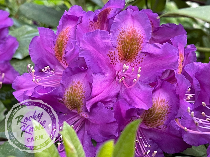 Mrs. Murple’s Purple plant from Rocky Knoll Farm