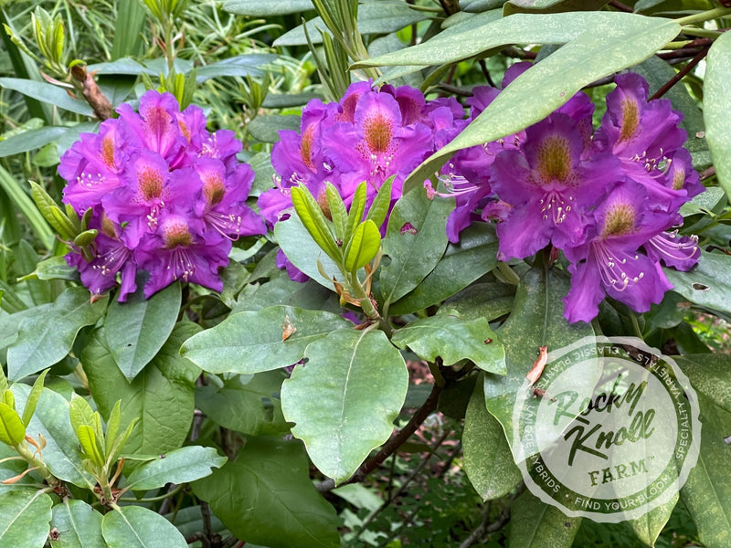 Mrs. Murple’s Purple plant from Rocky Knoll Farm