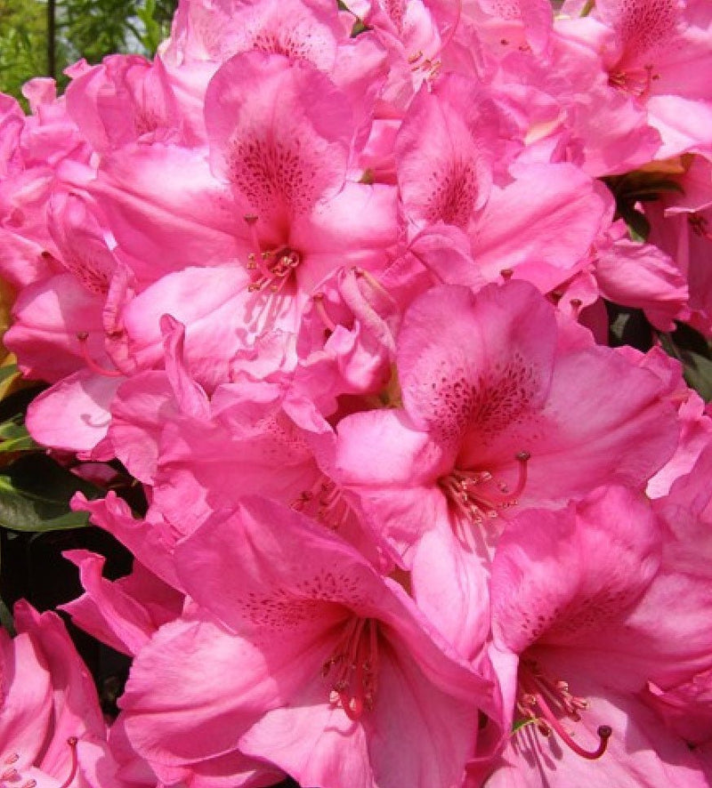 Van plant from Rocky Knoll Farm