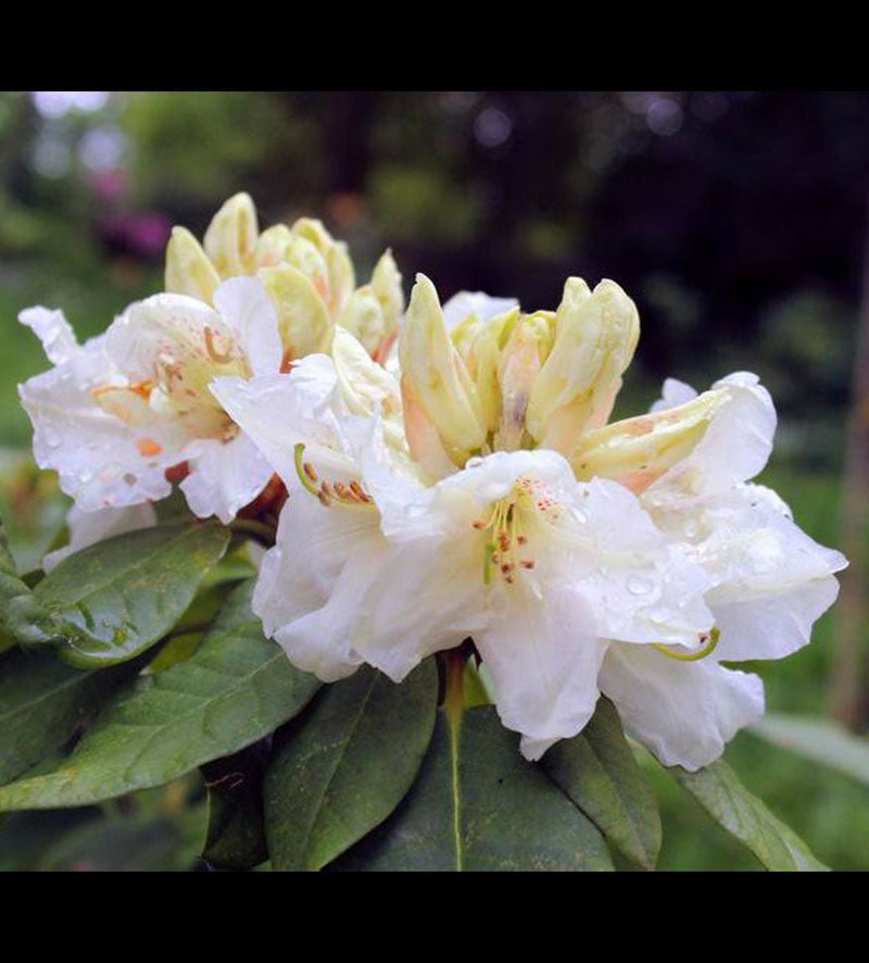 Zuiderzee plant from Rocky Knoll Farm